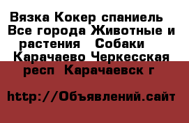 Вязка Кокер спаниель - Все города Животные и растения » Собаки   . Карачаево-Черкесская респ.,Карачаевск г.